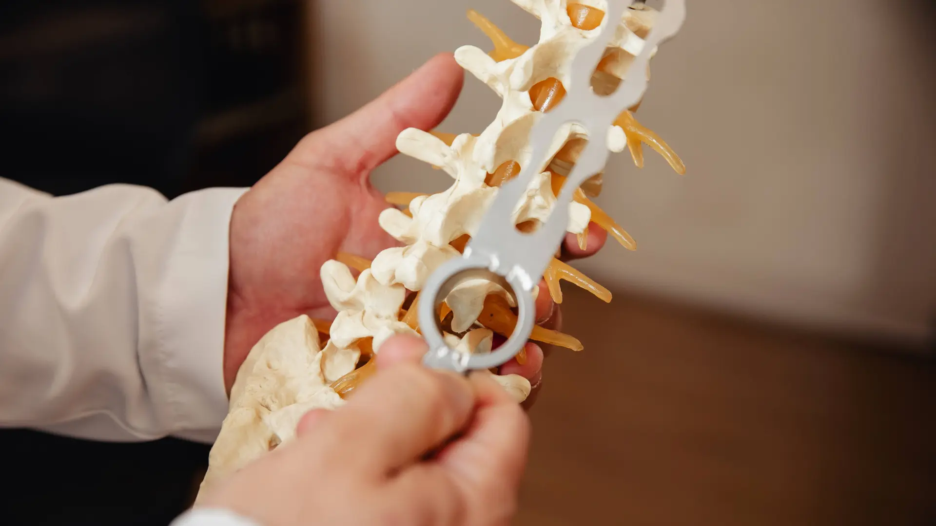 Médico segurando exemplar de coluna